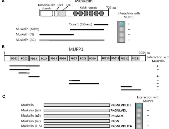 Fig.  1.  Identification  of  the  protein  interacting  with  MUPP1  by  yeast  two-hybrid  screening