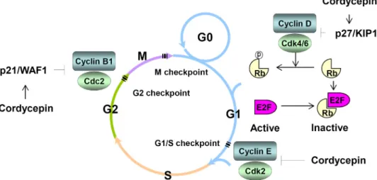 Fig.  2.  A  simplified  schematic  model  of  the  influence  of  cordycepin  on  cell  cycle  progress  in  human  cancer  cells.
