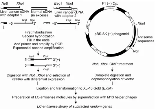 Fig.  1.  A  schematic  diagram  for  the  construction  of  a  random  gene  LC-antisense  library