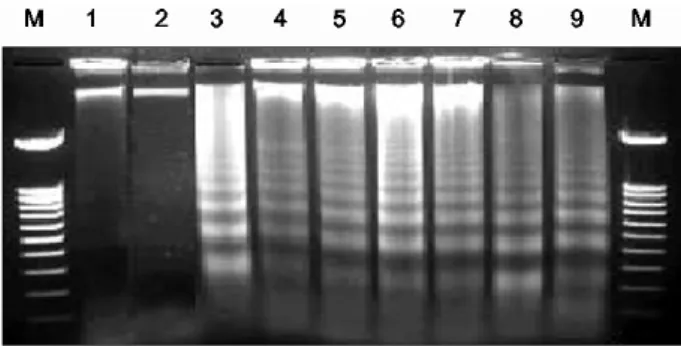 Fig.  5.  Induction  of  apoptotic  DNA  ladder  formation  by  LC-an- LC-an-tisense  molecules