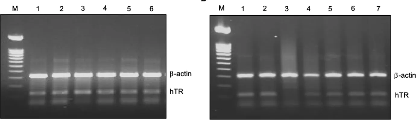 Fig.  2.  hTR  expression  and  specific  antisense  activity  of  ribbon  antisense  to  hTR  RNA