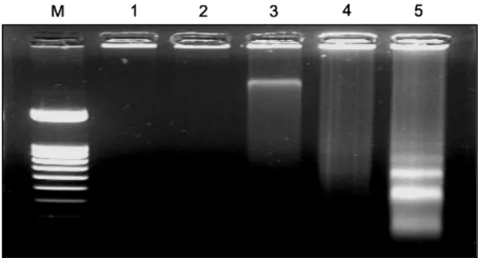 Fig.  6.  Induction  of  apoptotic  DNA  ladder  formation  by  hTR  RiAS  in  HeLa  cells