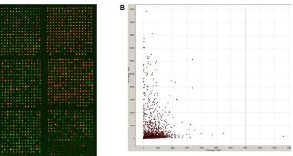 Fig.  2.  Gene  expression  monitored  on  a  microarray  and  scatter  plot  between  longissimus  dorsi  muscle  and  back  fat  tissue