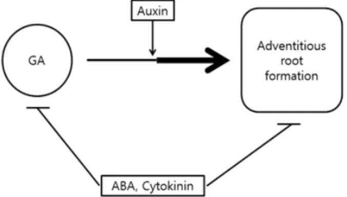 Fig.  5.  A  simplified  hypothetical  model  of  phytohormone  net- net-work  on  the  adventitious  root  formation  in  P