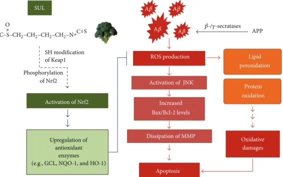 Figure 7: Schematic diagram that describes neuroprotective effects of SUL against A