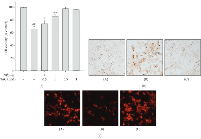 Figure 3: Protective effect of NAC on A