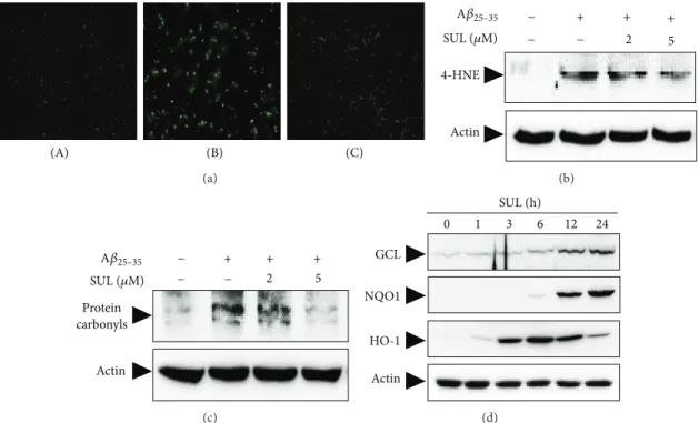 Figure 4: Inhibitory effect of SUL on the A