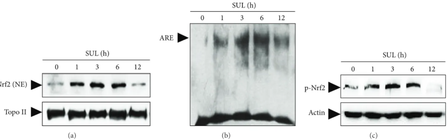 Figure 5: SUL-induced activation of Nrf2 in SH-SY5Y cells. Cells were incubated with SUL (5 