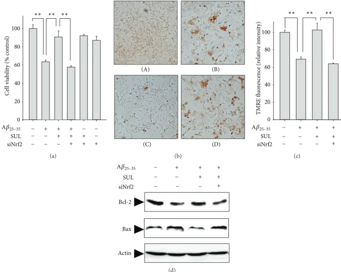 Figure 6: Effect of Nrf2 gene knock-down on SUL-mediated protection against A