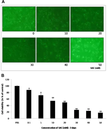 Fig.  1.  A.  Morphological  changes  of  HeLa  by  SAC  treatment. 