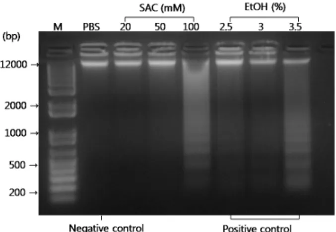 Fig.  3.  Effects  of  SAC  on  DNA  fragmentation  of  HeLa.  HeLa  cells  were  treated  for  2  days  with  either  different   concen-trations  of  SAC  or  ethyl  alcohol  (positive  control)
