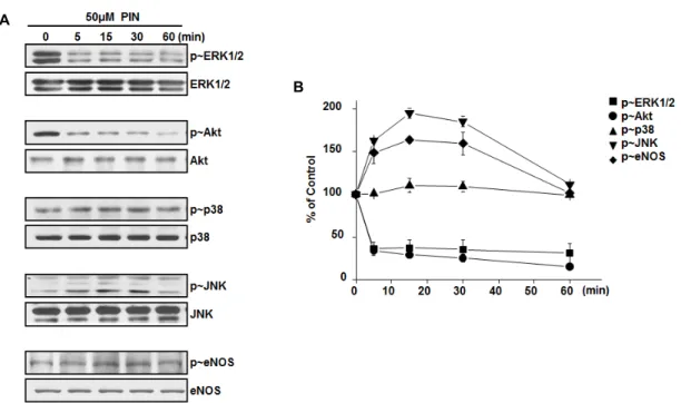 Fig.  3.  Pinosylvin  at  high  concentration  pormotes  activations  of  JNK  and  eNOS  in  endothelial  cells