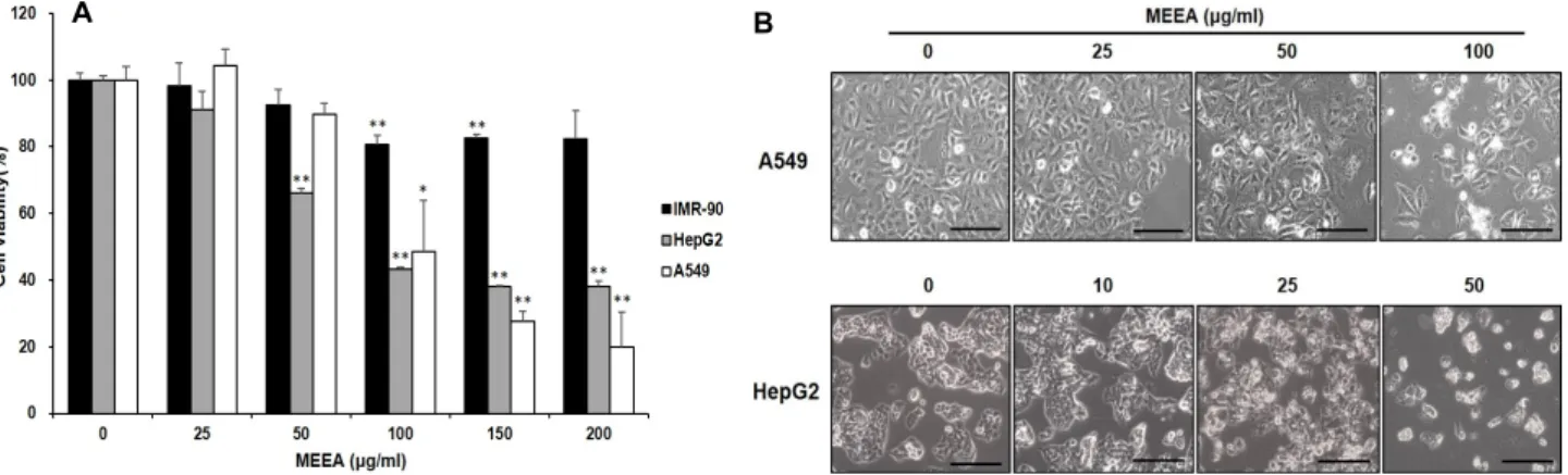 Fig.  1.  Effects  of  MEEA  on  normal  and  cancer  cell  growth  and  shape.  Human  fetal  lung  cells  (IMR-90),  lung  carcinoma  and  hep- hep-atocellular  carcinoma  cells  (A549  and  HepG2)  were  treated  with  indicated  concentration  of  MEEA