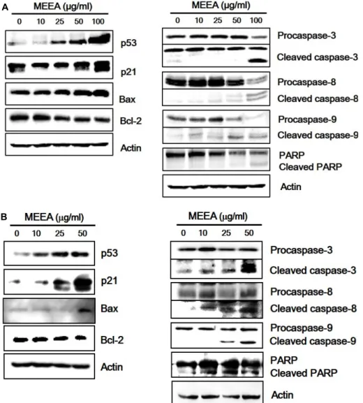 Fig.  5.  Effects  of  MEEA  on  the  expression  of  apoptosis-related  proteins  in  A549  and  HepG2
