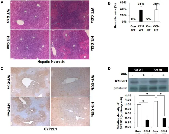 Fig.  2.  Acute  CCl 4 -induced  liver  injury.  (A)  Histologic  picture  of  acute  experiment