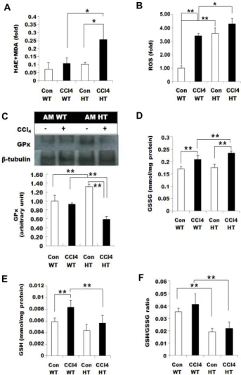 Fig.  5.  Lipid  peroxidation  was  increased  in  the  AM  HT  mouse. 