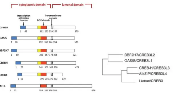 Fig.  1.  Predicted  peptide  features  of  bZIP  transmembrane  transcription  factors  and  those  evolutional  relations
