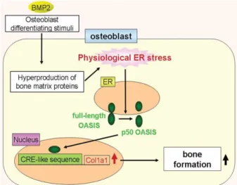 Fig.  3.  Putative  mechanisms  responsible  for  bone  formation  by  OASIS.  During  osteoblast  differentiation  after  treatment  of  mesenchymal  stem  cells  with  BMP2,  which  is  required  for  bone  formation,  mild  ER  stress  is  induced  in  