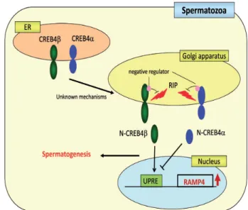 Fig.  5.  Putative  roles  of  CREBH  in  the  APR  and  iron  homeostasis. 