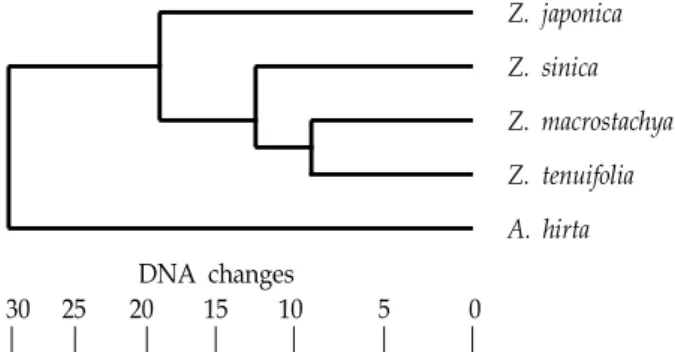 Fig.  1.  The  tree  for  Korean  genus  Zoysia  based  on  ISSR  analysis  using  MEGA5.