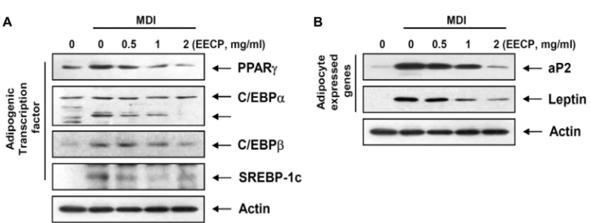 Fig.  4.  Effects  of  EECP  on  the  levels  of  adipogenic  transcription  factors  (A)  and  adipocyte  expressed  genes  (B)  expression  in  differ- differ-entiated  3T3-L1  mouse  preadipocytes