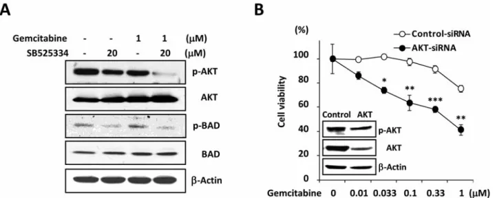 Figure 5. SB525334 reduces epithelial to mesenchymal transition trait in gemcitabine-resistant cells