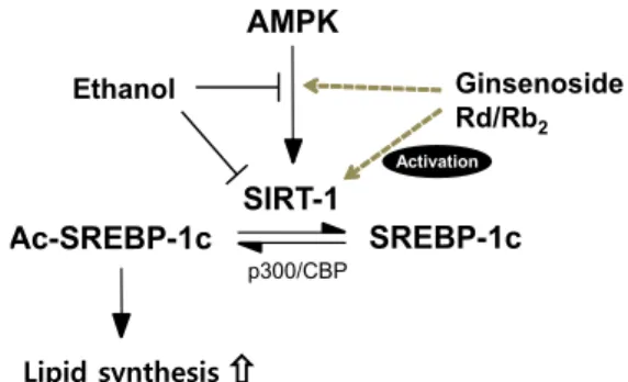 Fig.  5.  Potential  mechanisms  of  ginsenosides  Rd  and  Rb 2   under- under-lying  alcohol-induced  fatty  liver  disease