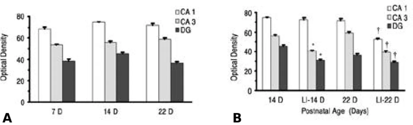 Fig. 2. Developmental regional expression of NR2B subunit mRNA levels in the hippocampus of normal postnatal days 7(7D), 14(14D), 22(22D)(A) and lead intoxicated rats(LI)(B) in this study