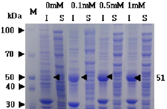 Fig.  1.  Effect  of  IPTG  concentration  on  the  expression  of  alginate  lyase  (aly)  in  the  recombinant  E