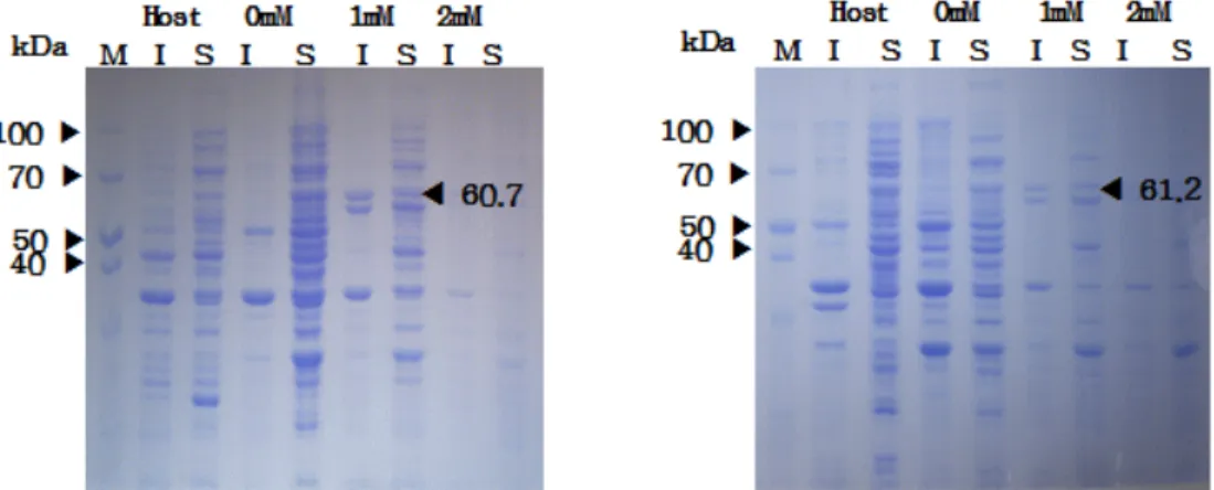 Fig.  3.  Effect  of  IPTG  concentration  on  the  expression  of  ApCpnA  (left)  and  ApCpnB  (right)  in  the  recombinant  E