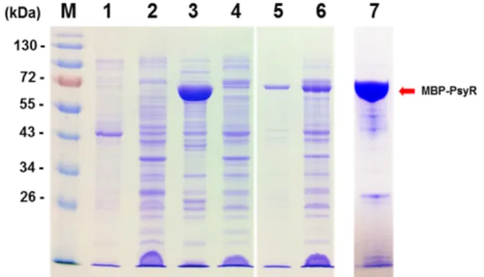 Fig.  6.  Alignment  of  the  upstream  regions  of  virulence-related  genes  in  Pseudomonas  syringae  pv