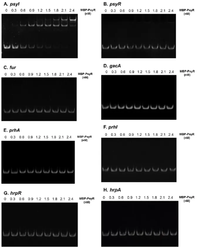 Fig.  8.  Electrophoretic  mobility  shift  assays  (EMSA)  of  binding  of  MBP-PsyR  to  the  putative  promoter-containing  regions  of  target  genes:  (A)  psyI,  (B)  psyR,  (C)  fur,  (D)  gacA,  (E)  prhA,  (F)  prhI,  (G)  hrpR,  (H)  hrpA