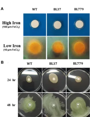 Fig.  2.  (A)  Test  for  disease  symptoms  on  tobacco  leaves.  Disease  symptoms  generated  by  the  wild-type  (WT),  Δ psyR  mutant-  (BL37),  and  Δ psyR  mutant-harboring  pBL336  (BL779)  strain  of  Pseudomonas  syringae  pv