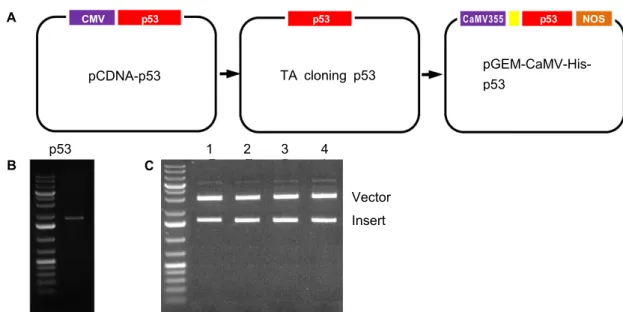 Fig.  1.  Human  p53  gene  cloning  into  plant  expression  vector.  (A)  Human  p53  gene  was  amplified  from  pCDNA-p53  plasmid,  subcl- subcl-oned  into  TA  cloning  vector,  and  then  constructed  into  pGEM-CaMV-His-p53