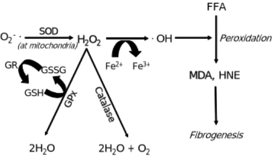 Figure 1. Schematic antioxidant pathway. By superoxide dismutase (SOD), superoxide radical is converted to hydrogen peroxide (H 2 O 2 )
