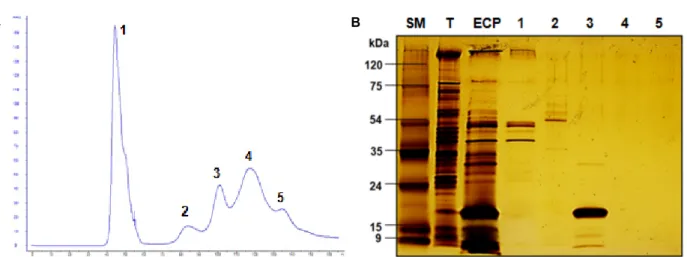 Fig.  3.  The  crude  ECPs  fractionated  by  gel  filtration  chromatography.  (A)  Gel  filtration  chromatography  on  HiLoad  16/60  Superdex  200  prep  grade  (120-124  ml,  GE,  USA)  using  an  ÄKTA  FPLC  (GE,  USA)