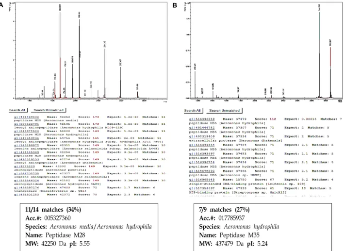 Fig.  4.  Identification  of  the  secreted  proteins  expressed  in  A.  hydrophila  CK257