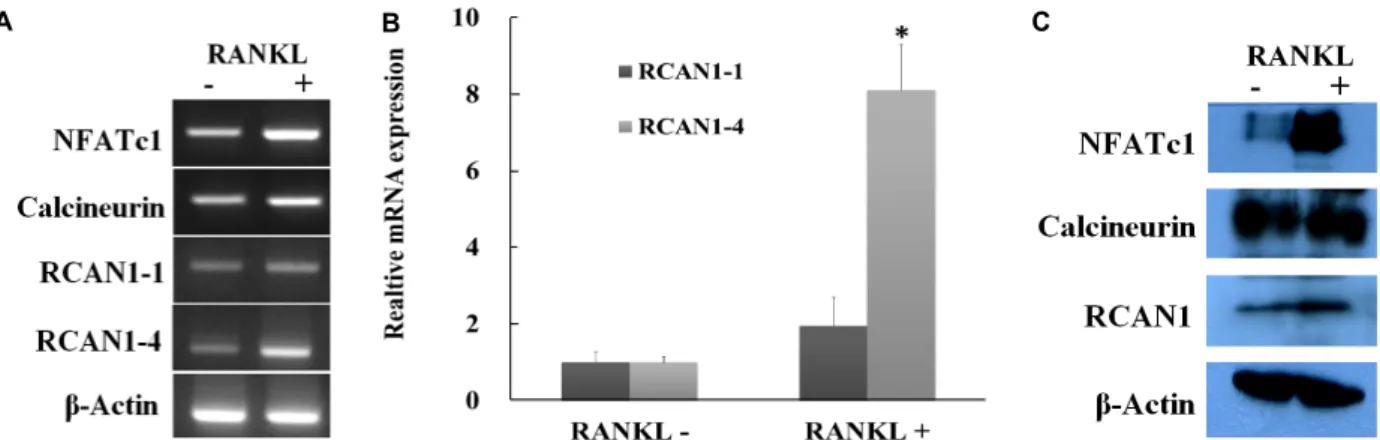 Fig.  1.  Effect  of  RANKL  stimulation  on  the  expression  of  mRNA  and  protein  in  BMMs