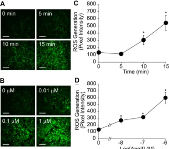 Fig. 1.  AngII-induced  ROS  generation  in  RASMCs.  RASMCs  were  stimulated  with  AngII  (1  μM)  as  the  indicated  times  (A,  C)  and  doses  (B,  D)