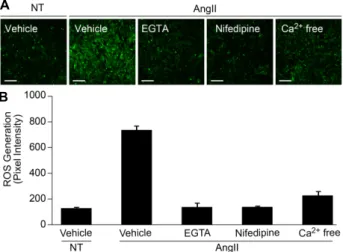 Fig.  4.  AngII-induced  ROS  generation  is  mediated  by  L-type  cal- cal-cium  channel