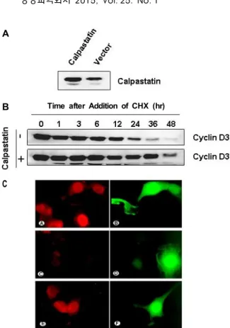 Fig.  5.  Effect  of  calpastatin  on  loss  of  cyclin  D3  protein.  (A)  PC-3-M  cells  were  treansfected  with  calpastatin  cDNA  expression  vector  or  with  the  expression  vector  alone