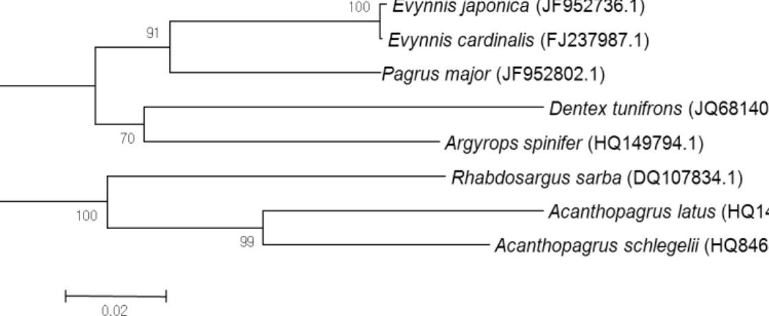 Fig.  3.  Neighbor-joining  tree  of  the  Sparidae  inhabiting  the  Korean  Peninsula  based  on  the  CO1  gene  sequence