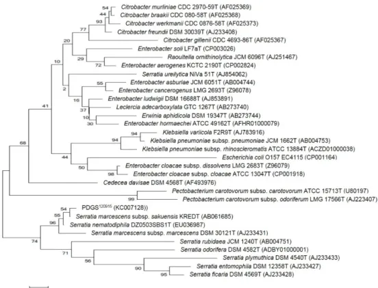 Fig.  1.  Neighbor-joining  tree  based  on  16S  rRNA  sequence,  showing  relationships  between  PDGS  120915  and  highly  homologous  group