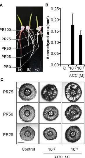 Fig.  1.  Effects  of  the  ethylene  precursor,  1-aminocyclopropane-  1-carboxylic  acid  (ACC),  on  the  growth  and  aerenchyma  formation  in  the  primary  root  of  maize