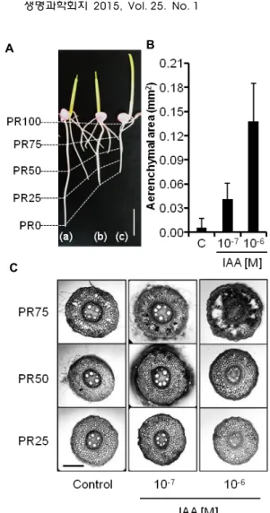 Fig.  2.  Influence  of  indole-3-acetic  acid  (IAA)  on  the  elongation  and  aerenchyma  development