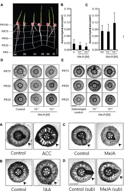 Fig.  3.  Differential  effects  of  methyl  jasmonate  (MeJA)  on  the  root  growth  and   aeren-chyma  formation  under   non-sub-merged  and  subnon-sub-merged  conditions