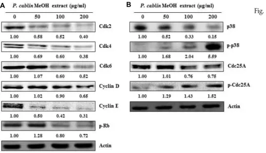 Fig.  3.  Effects  of  P.  cablin  methanol  extract  on  the  expression  of  cell   cycle-re-lated  proteins