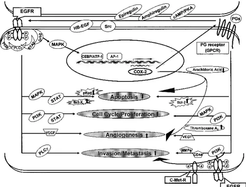 Figure 1. Interaction between the EGFR and COX-2 pathways. Activation of EGFR induces COX-2 mainly via the mitogen-activated protein kinase pathway.