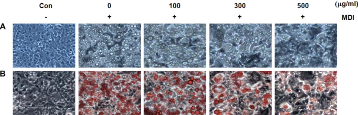 Fig.  2.  A)  Effect  of  Myelophycus  Simplex  Papenfuss  methanol  extract  on  the  microscopic  morphological  changes  of  differentiated  3T3-L1  mouse  preadipocytes