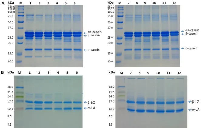 Fig.  2.  Polyacrylamide  gel  electrophoresis  pattern  for  casein  of  fermented  milk  with  turmeric  powder  by  different  concentrations  (A)